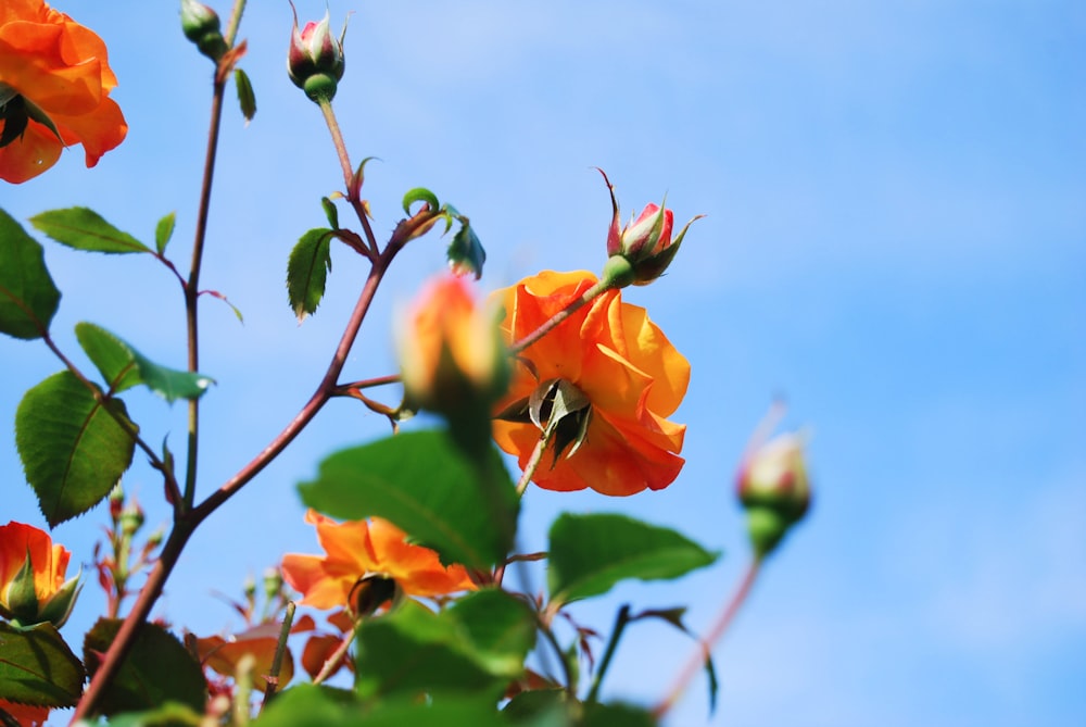 orange flowers with green leaves against a blue sky