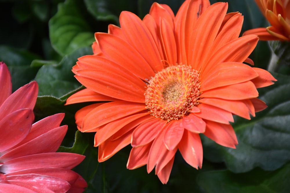a close up of two orange and pink flowers