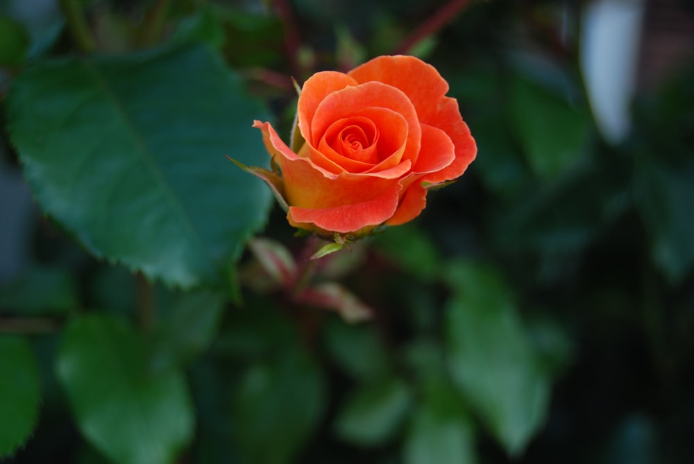 a single orange rose with green leaves in the background