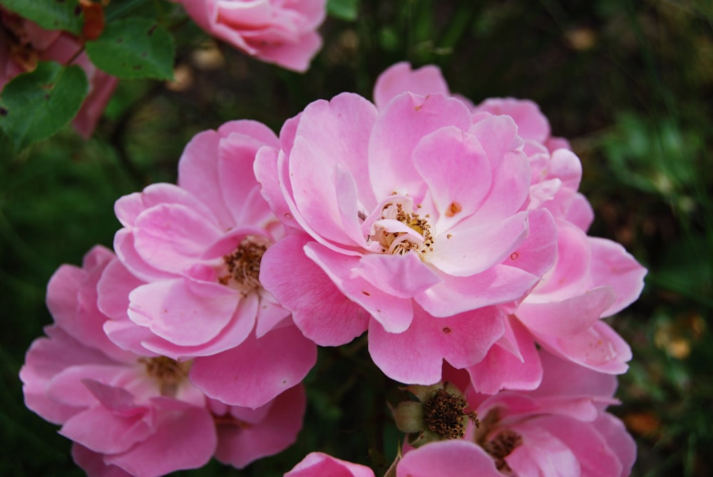 a bunch of pink flowers with green leaves