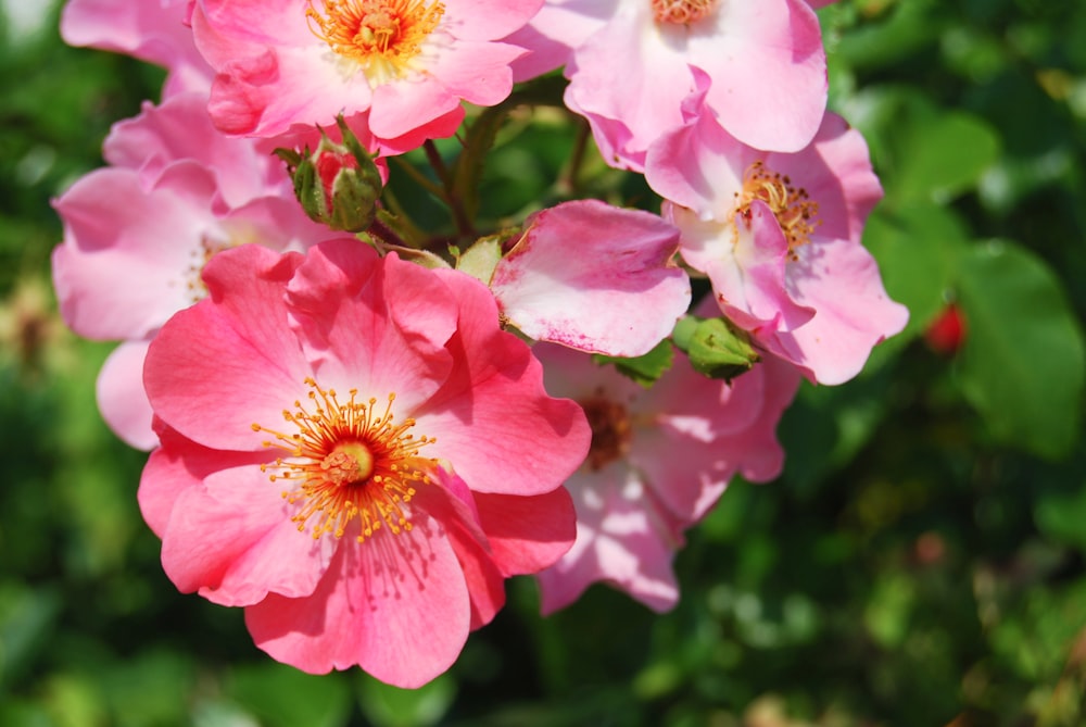 a bunch of pink flowers that are blooming