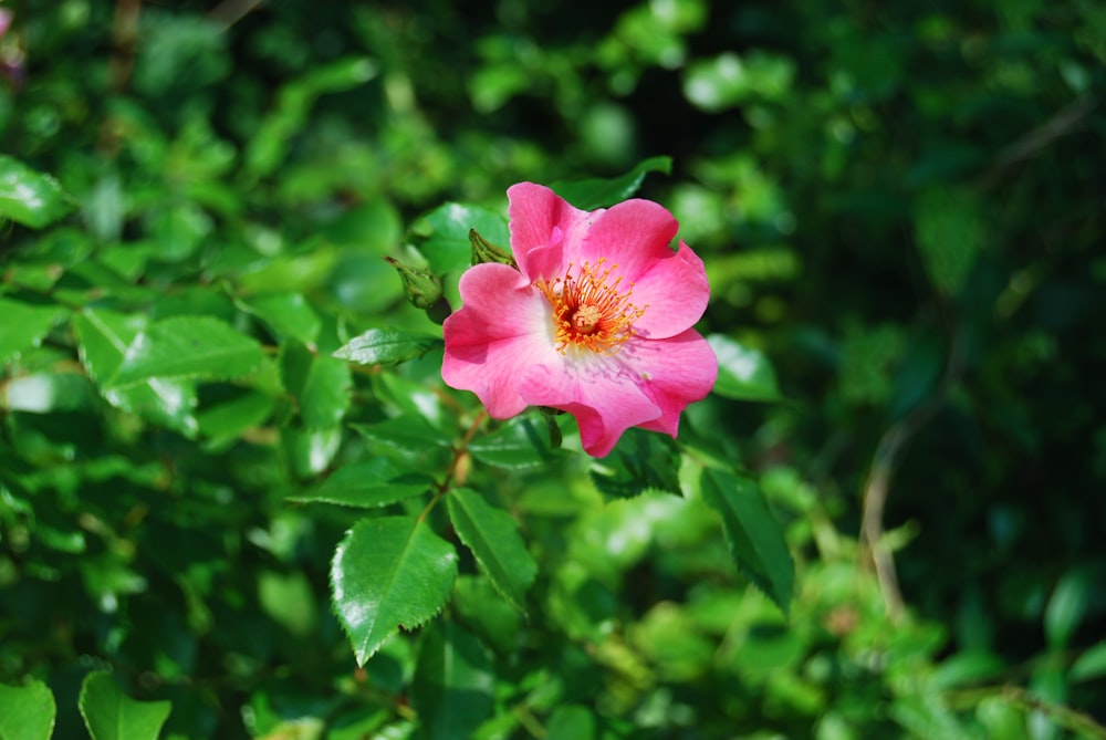 uma flor rosa com um centro amarelo cercado por folhas verdes