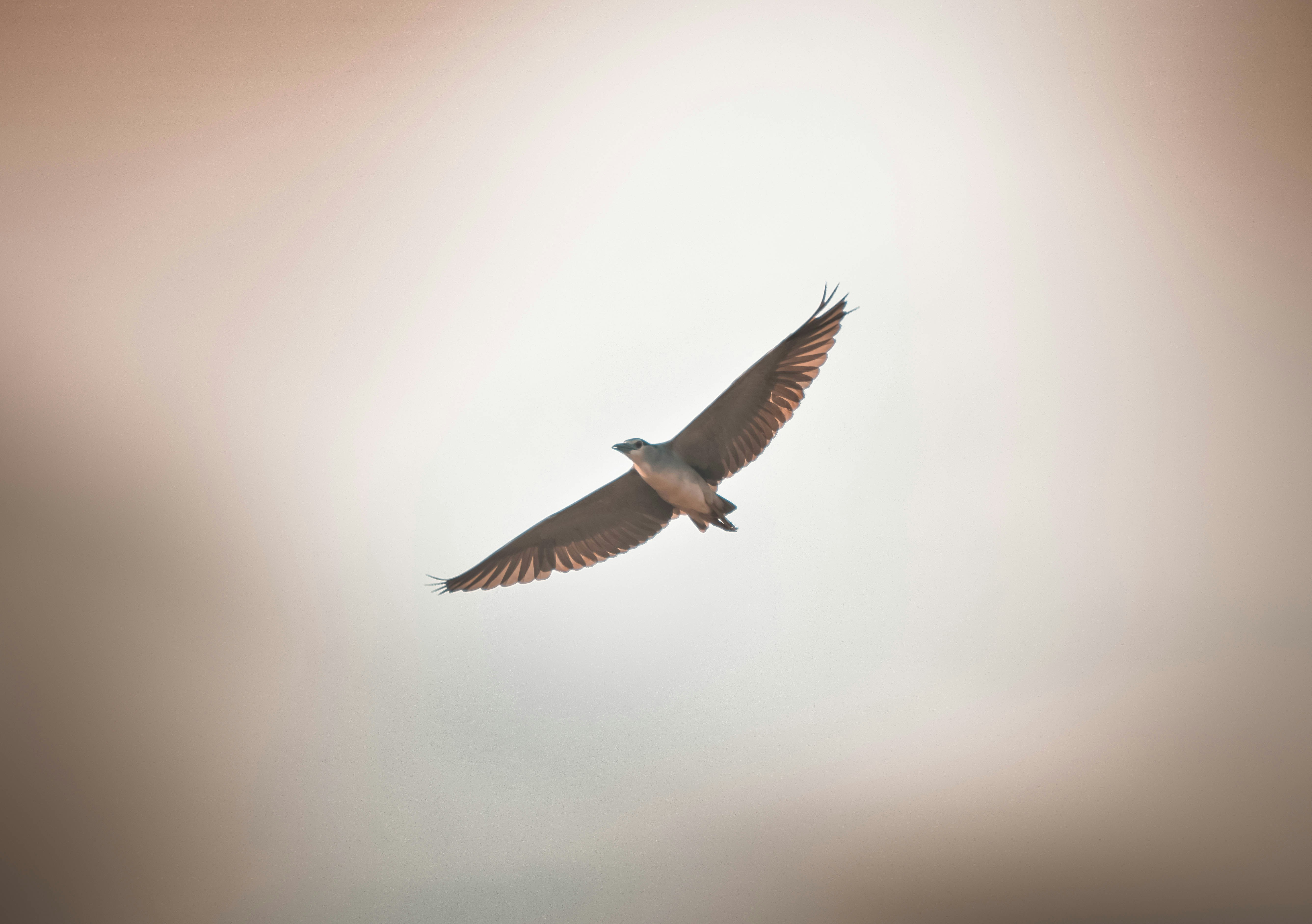 a large bird flying through a cloudy sky
