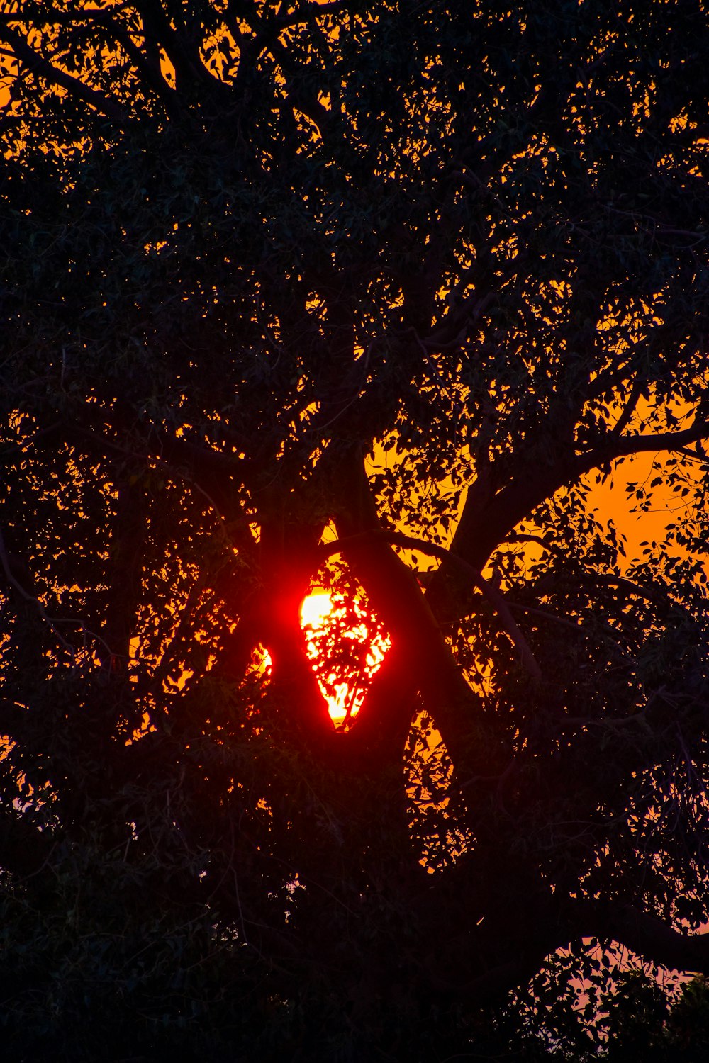 Le soleil se couche derrière un grand arbre