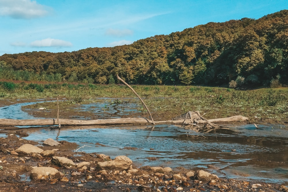 a fallen tree laying on top of a river