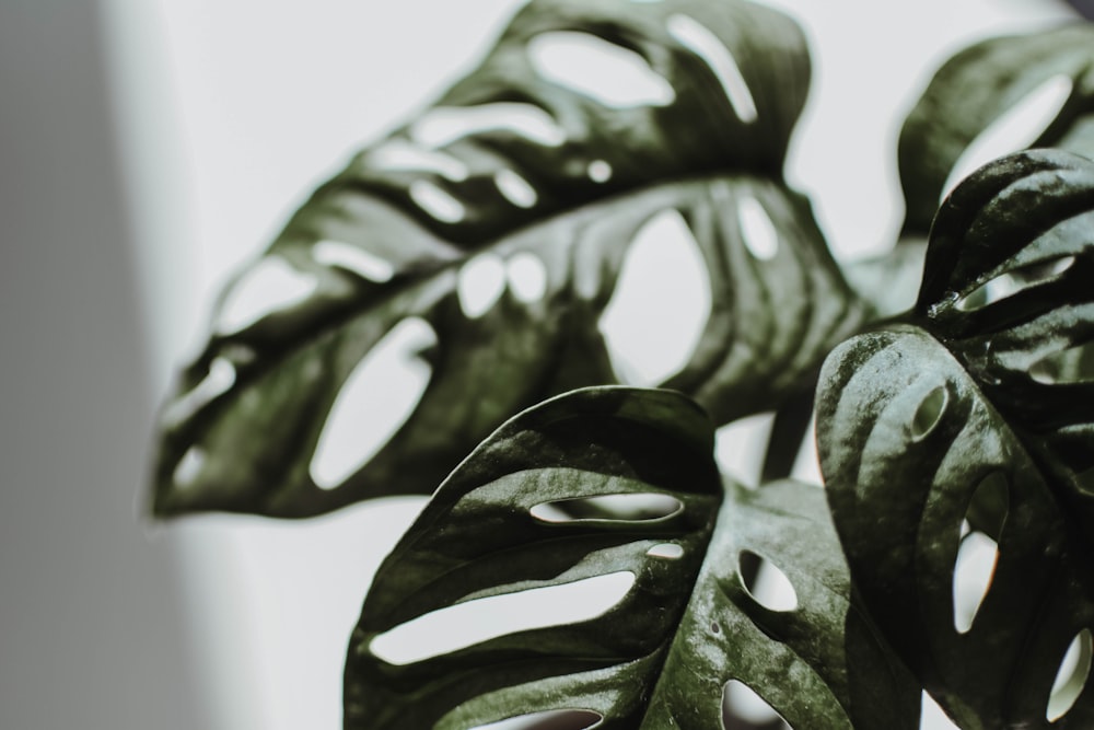 a close up of a plant with a white background