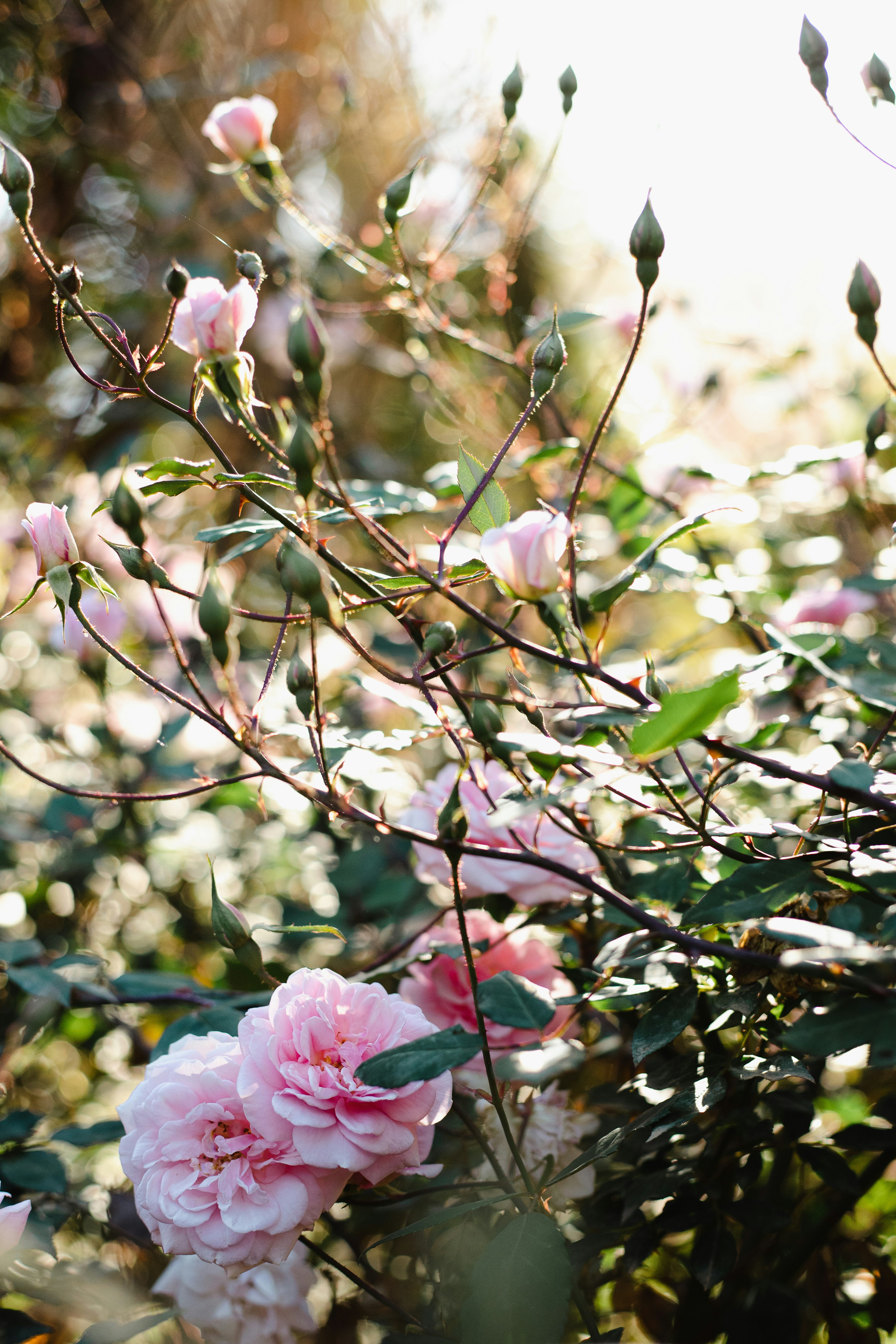 Photo by juliamatuzova