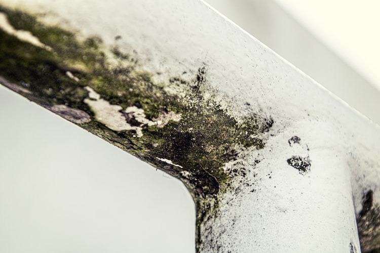 Schimmel Entfernen Kosten — Ratgeber mit Kosten und Tipps
