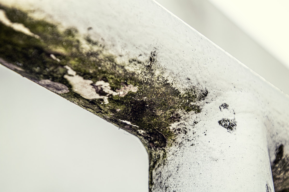 Damp and Mould repairs image background image