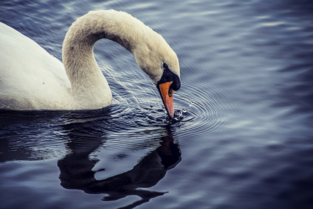 um cisne está nadando em um corpo de água