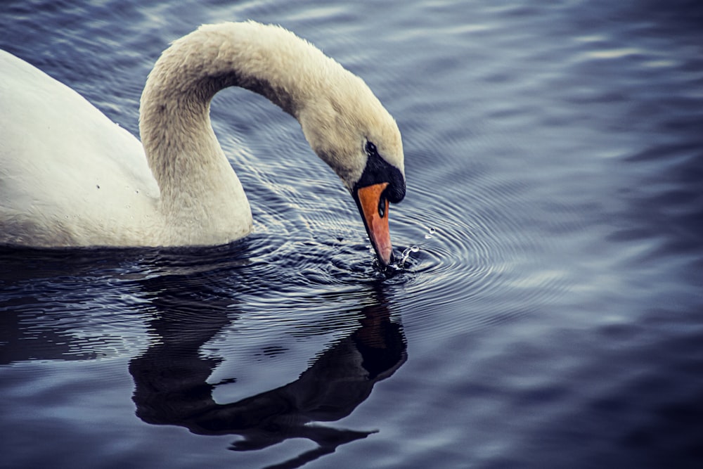 a swan is swimming in a body of water