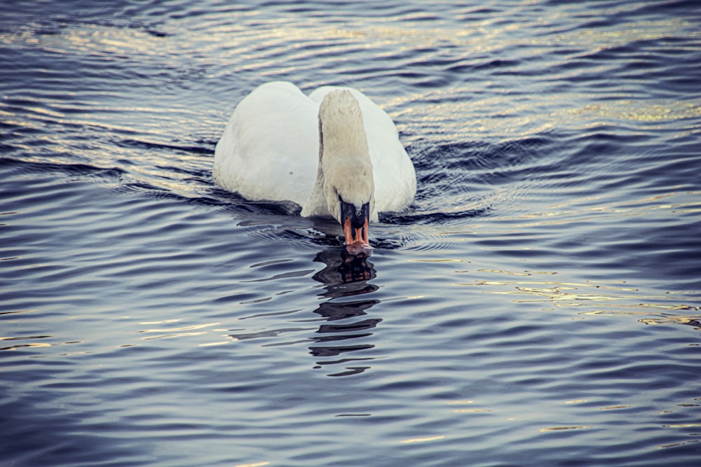 a white swan is swimming in the water