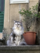 A fluffy Maine Coon cat sits on a stone step next to a terracotta potted plant, against a weathered wall. The cat has luxurious grey and white fur, with a regal posture and a serious expression. The background includes textured walls, a small green bush, and parts of a green door and a metal pipe.