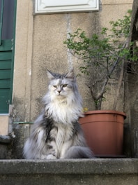 A fluffy Maine Coon cat sits on a stone step next to a terracotta potted plant, against a weathered wall. The cat has luxurious grey and white fur, with a regal posture and a serious expression. The background includes textured walls, a small green bush, and parts of a green door and a metal pipe.