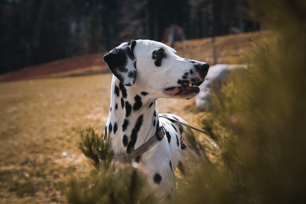 a dalmatian dog is standing in the grass