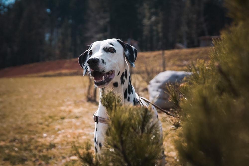 a dalmatian dog is standing in a field