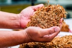 a person holding a pile of dried tobacco