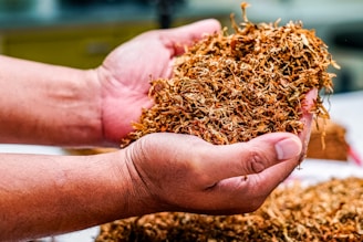 a person holding a pile of dried tobacco