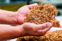 a person holding a pile of dried tobacco