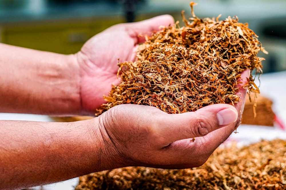 una persona che tiene in mano un mucchio di tabacco essiccato