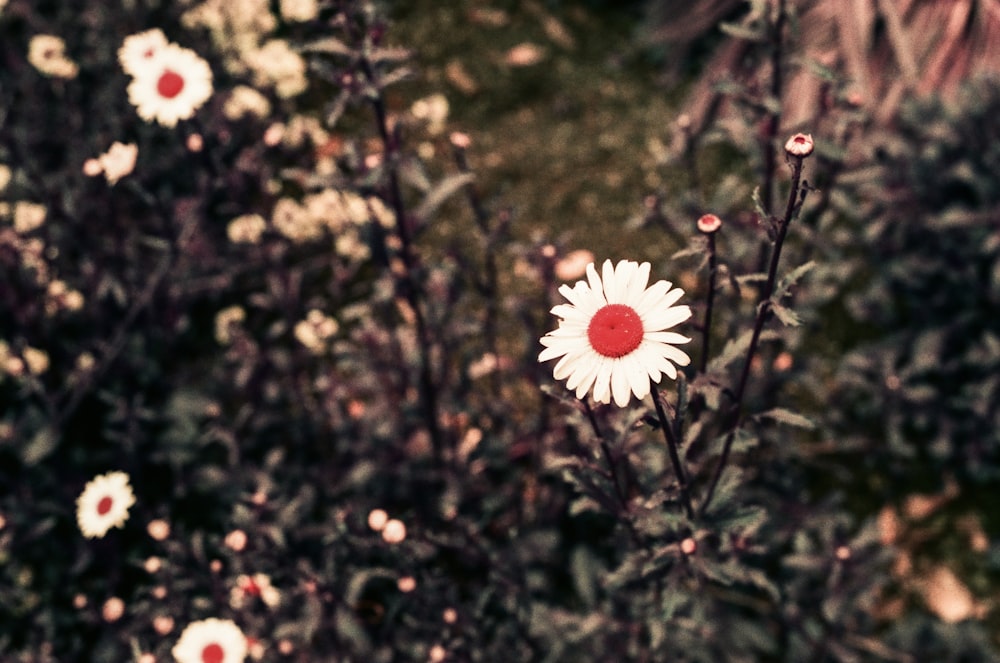 a white flower with a red center in a field of flowers