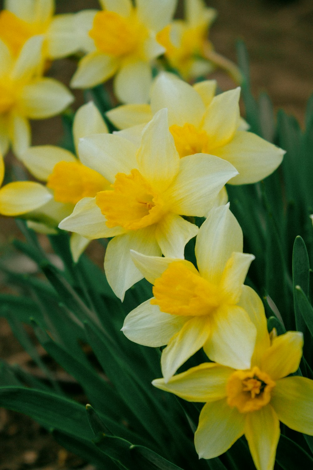 a bunch of yellow daffodils in a garden