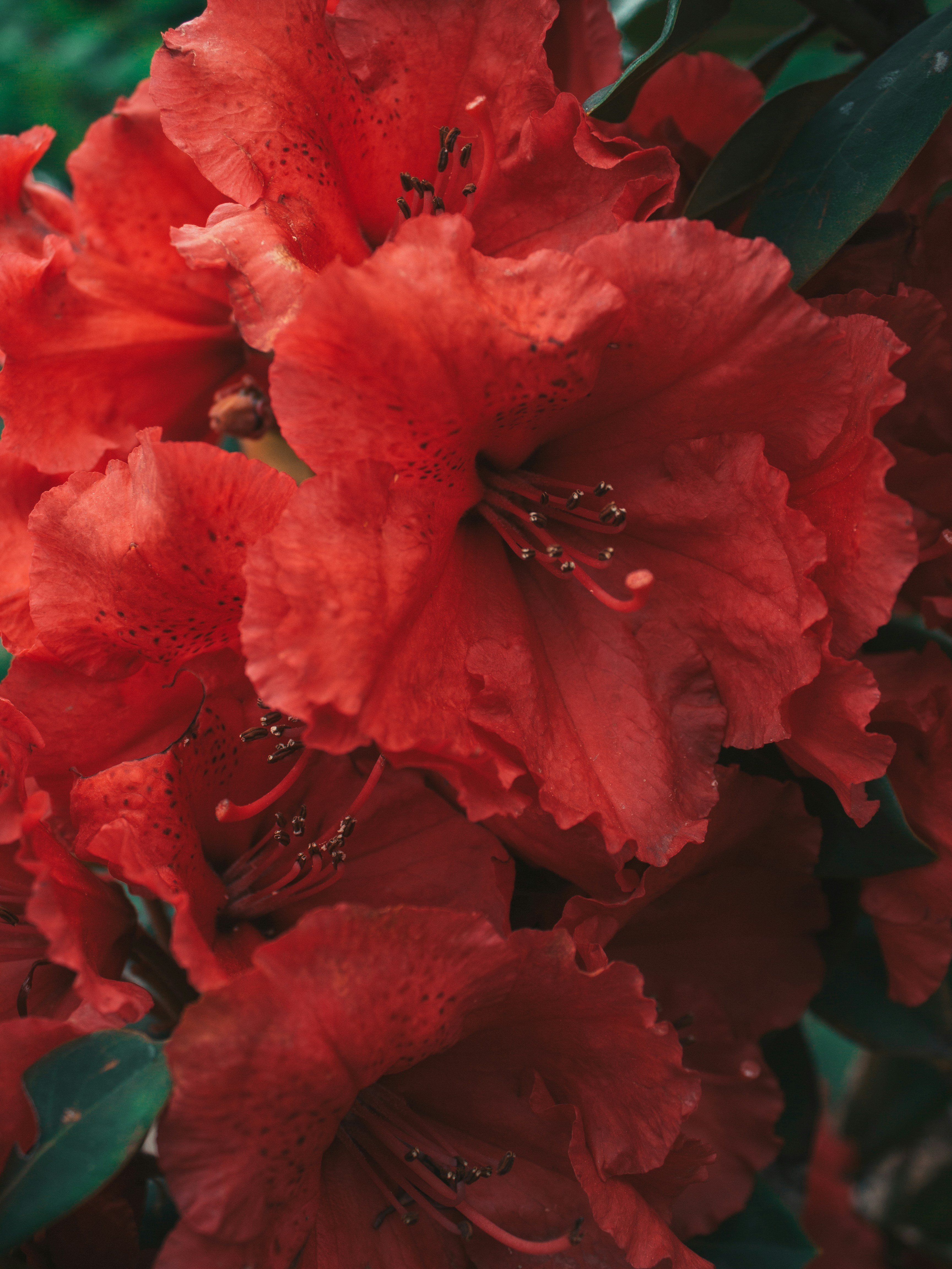 A close up of red flowers with green leaves photo – Free Kyiv Image on ...