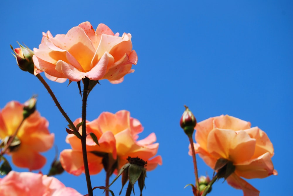 a bunch of pink flowers with a blue sky in the background