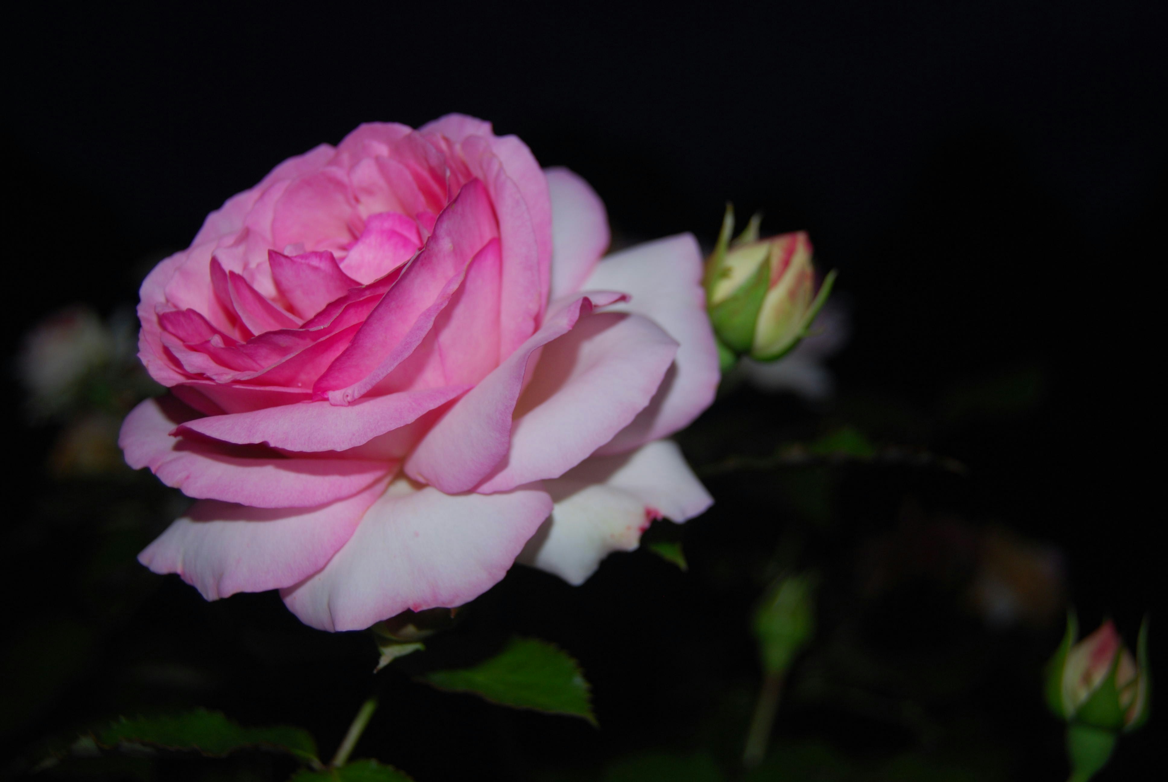 暗闇の中でピンクのバラが咲いている