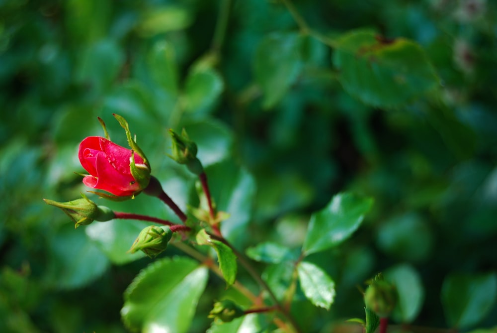 a red flower with green leaves in the background