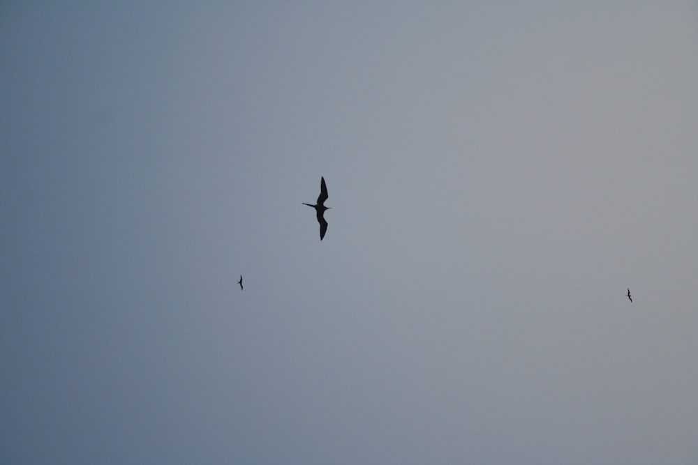 two birds flying in the sky on a clear day