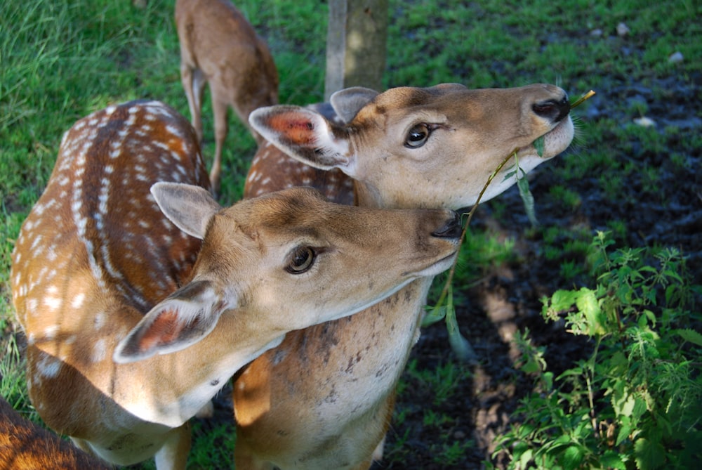 a couple of deer standing on top of a lush green field