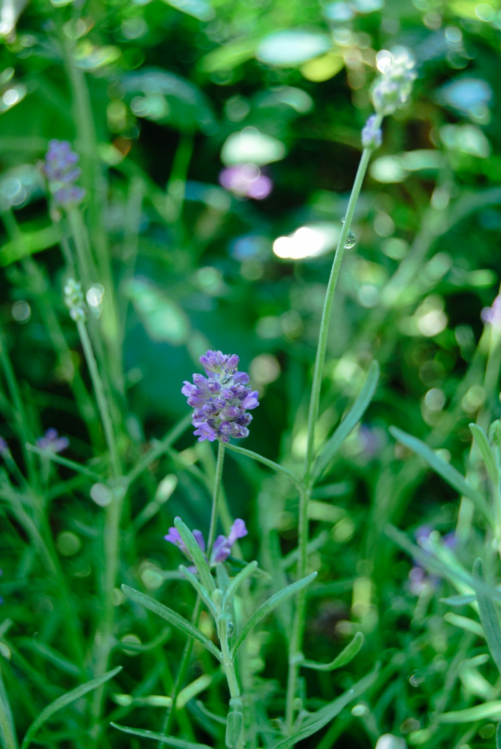 a close up of a purple flower in a field