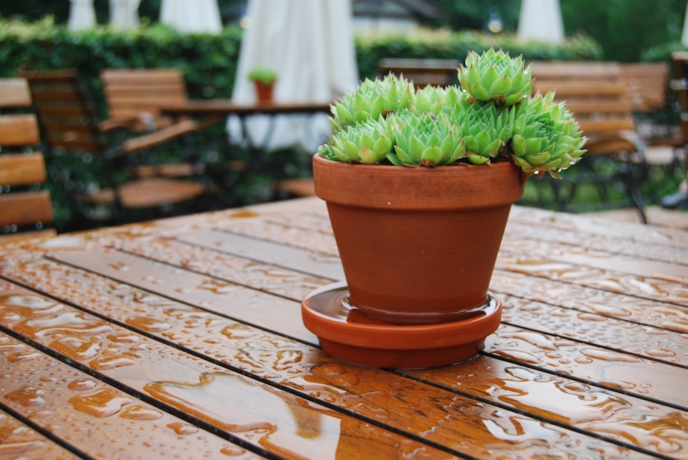 una planta en maceta sentada encima de una mesa de madera