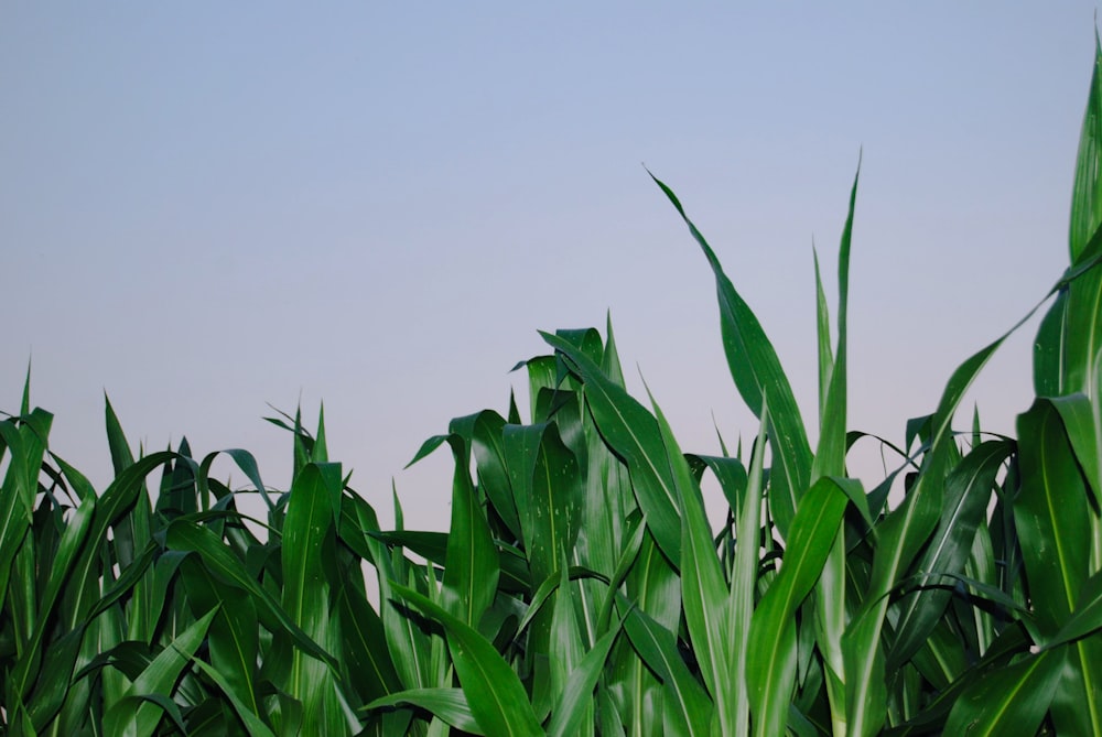 a field of green grass with a blue sky in the background