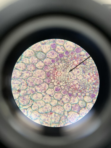 A magnified view of a plant stem cross-section, featuring a pattern of hexagonal and polygonal cells with varying shades of purple and pink. A pointer indicates an area of interest within the cell structure, and the image is viewed through a circular microscope lens.