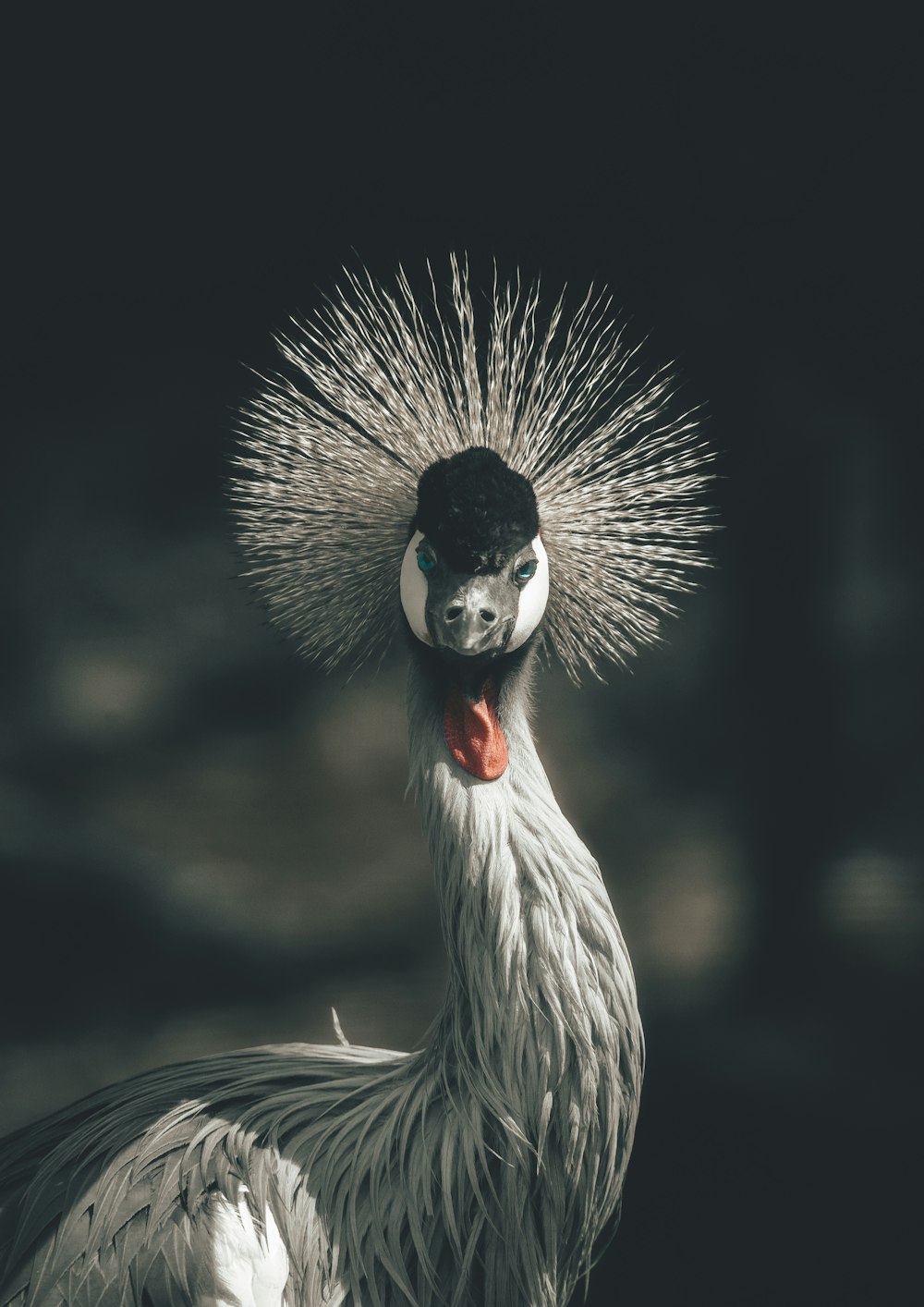 a white bird with a black head and a red beak