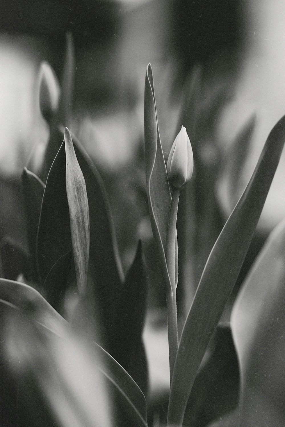 a black and white photo of a flower