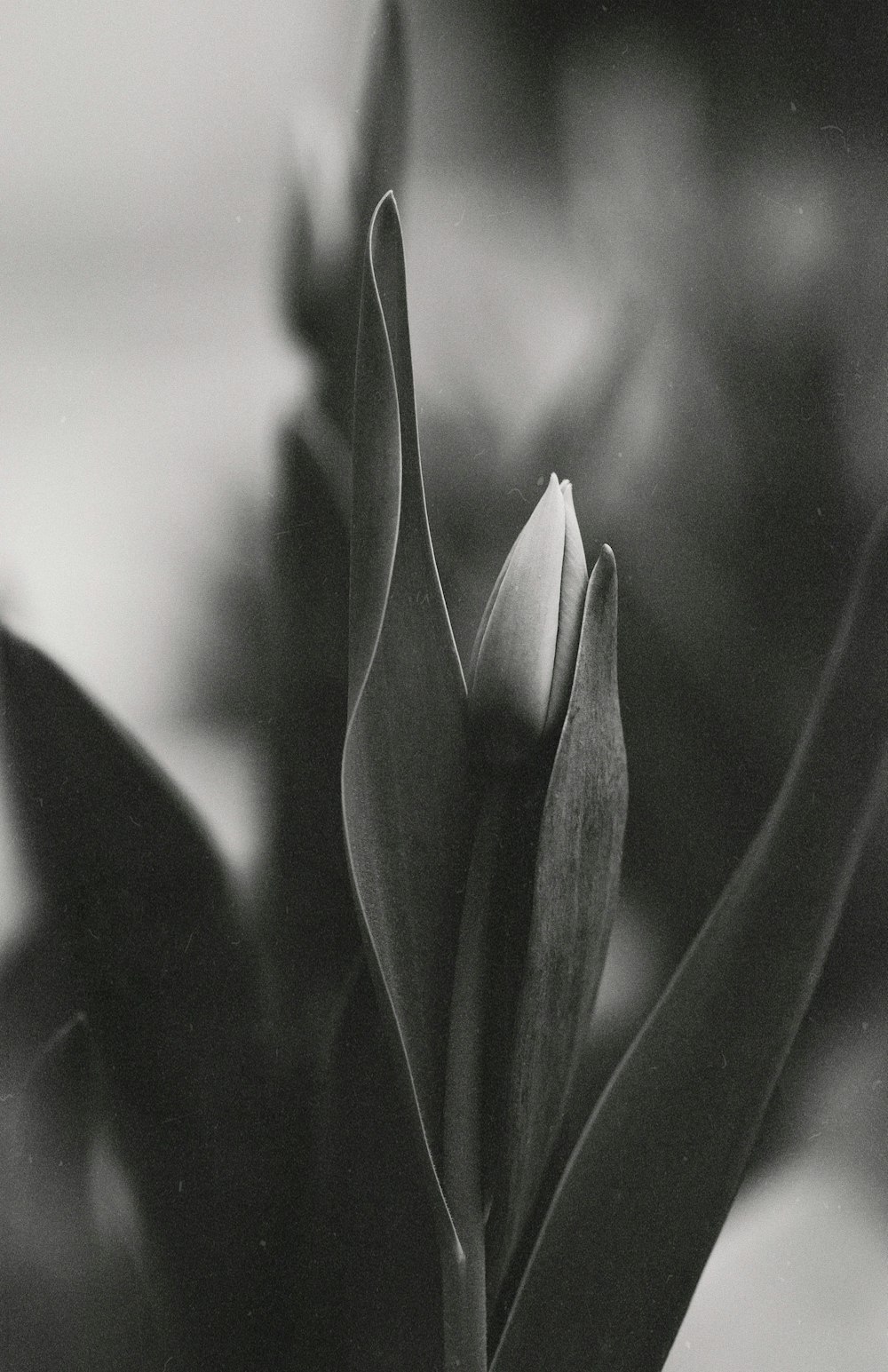 a black and white photo of a flower