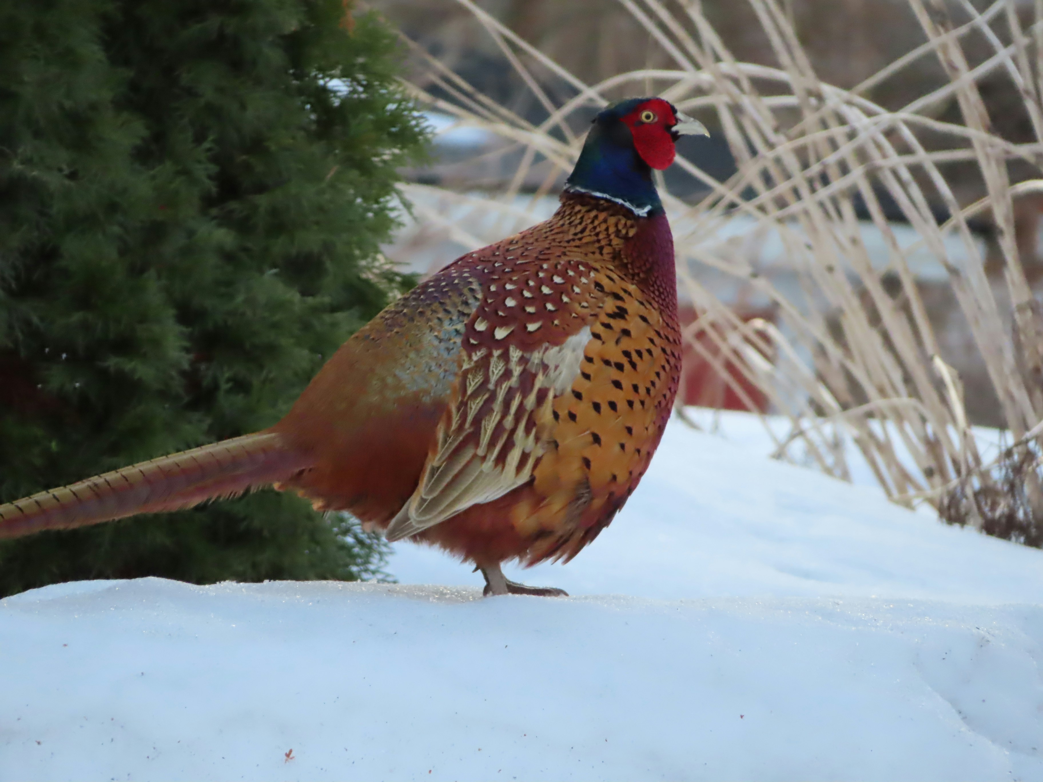 Photo by northernpagan