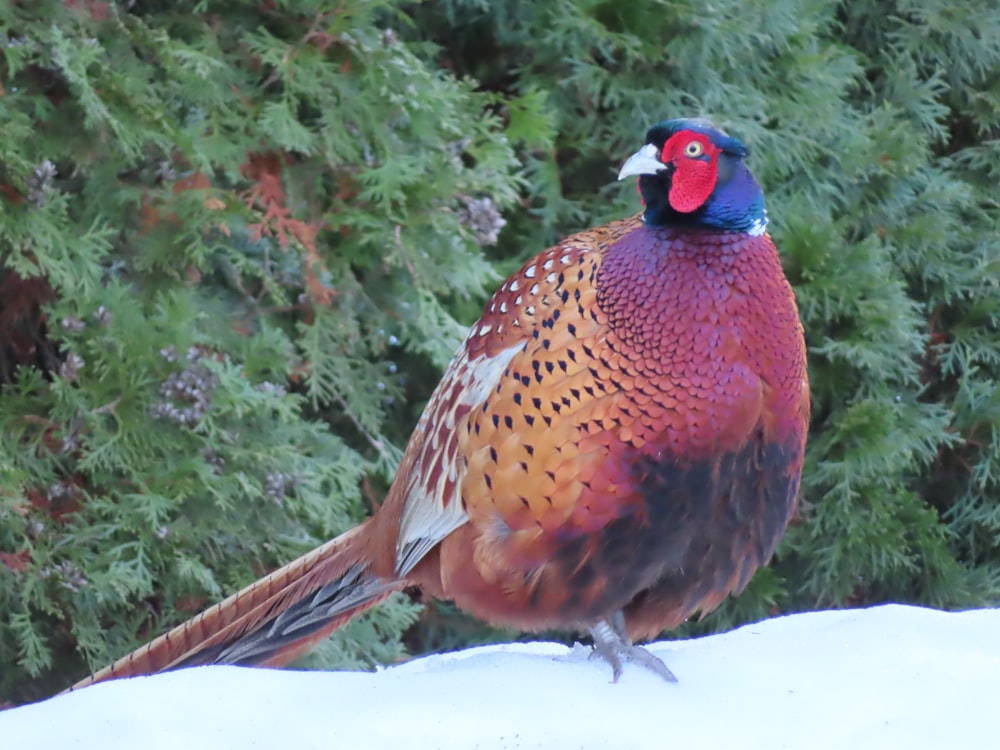 a colorful bird standing on top of a snow covered ground