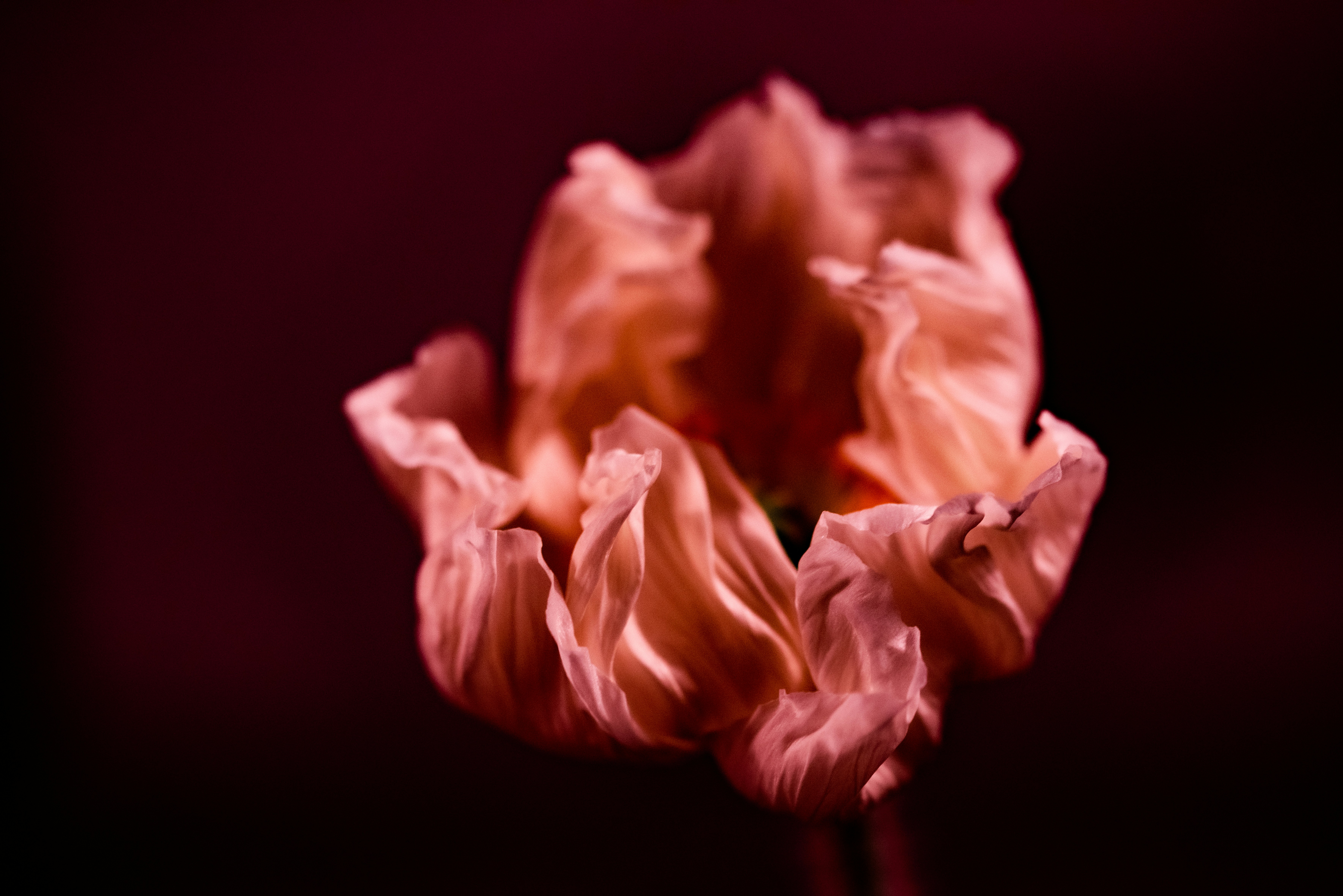 Photo by lauraadaiphoto