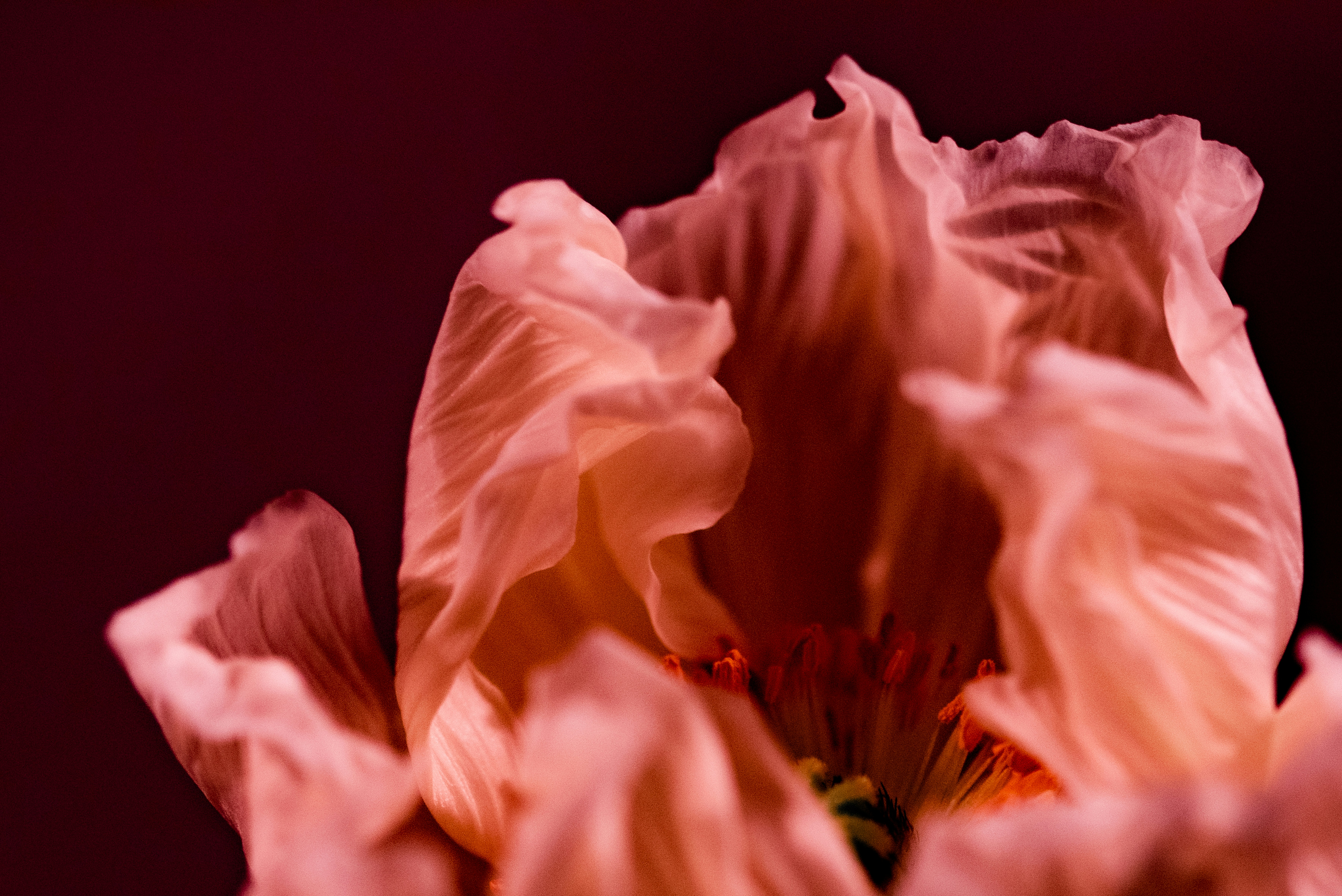 Photo by lauraadaiphoto