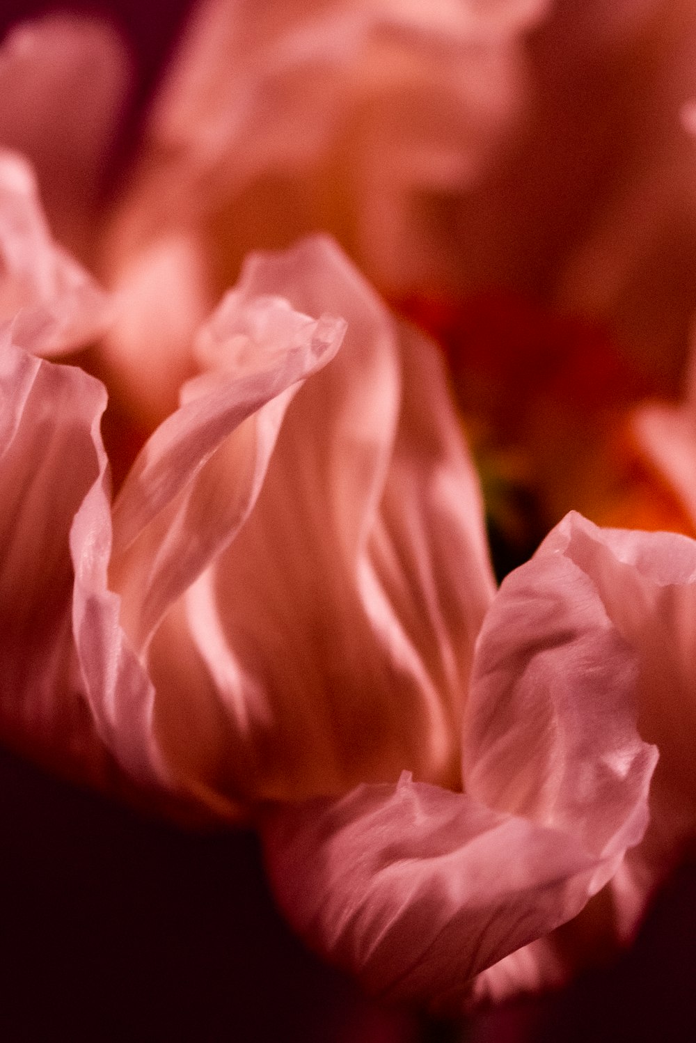 a close up of a flower