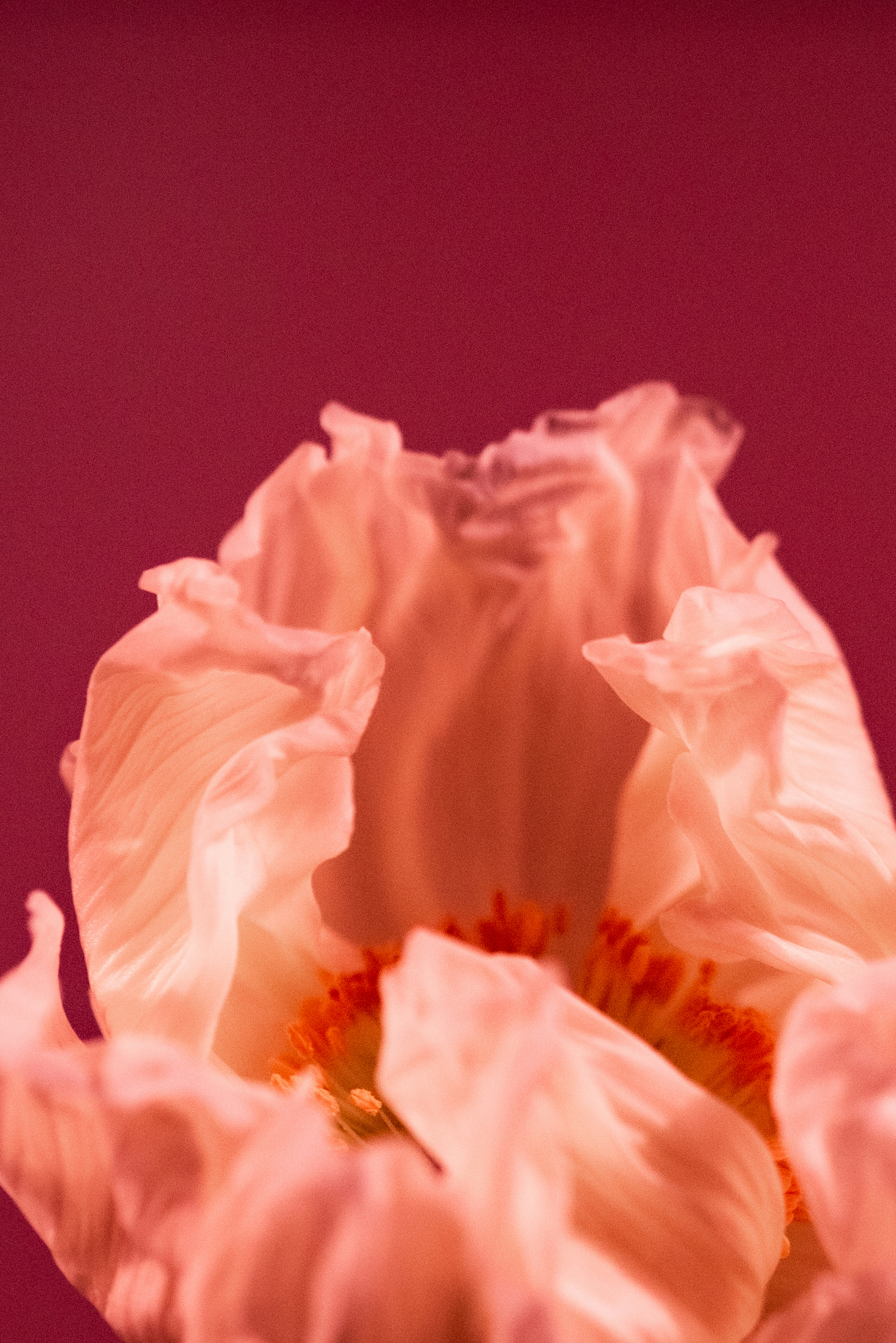 Photo by lauraadaiphoto