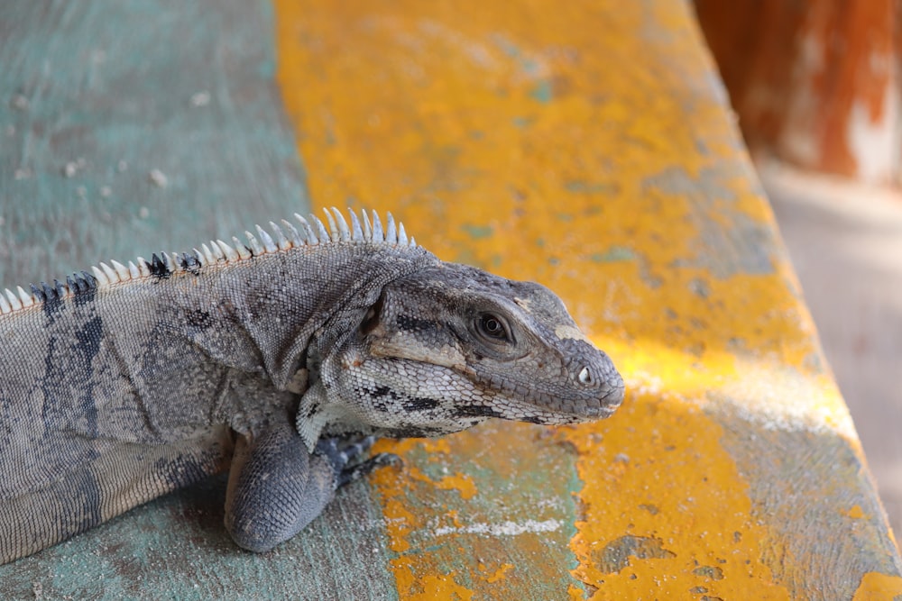 a large lizard sitting on top of a wooden bench