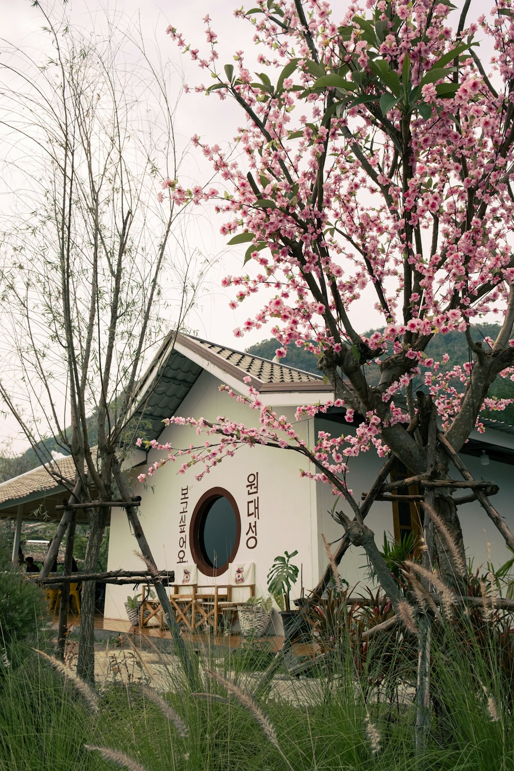 a tree with pink flowers in front of a building