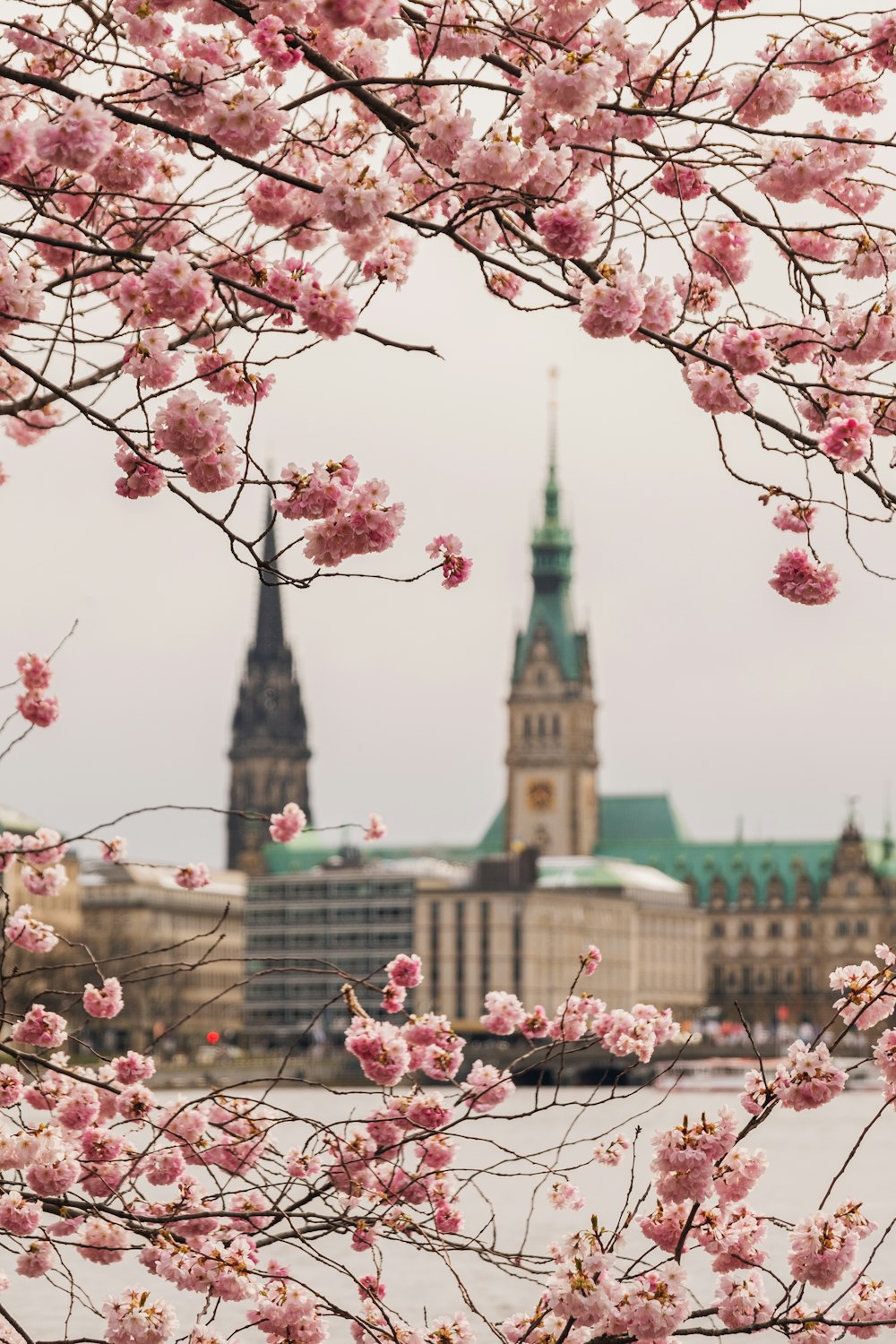 a group of pink flowers on a tree