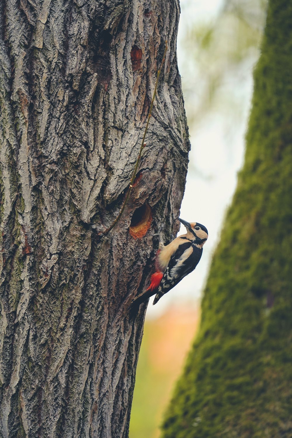 Ein Vogel sitzt an der Seite eines Baumes