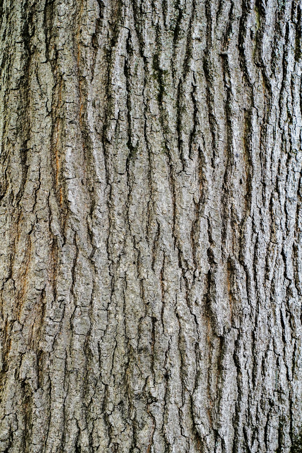 a close up of the bark of a tree